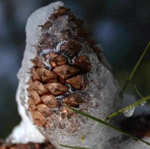 Wintery Pine Cone
